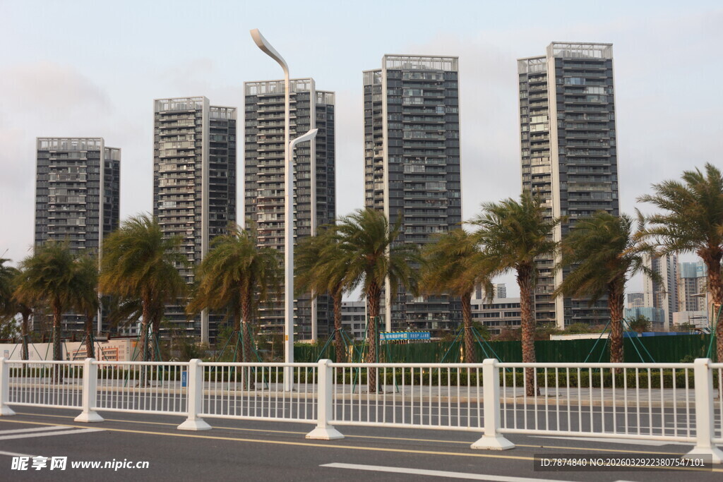 湛江城市高楼与路旁棕榈树景观