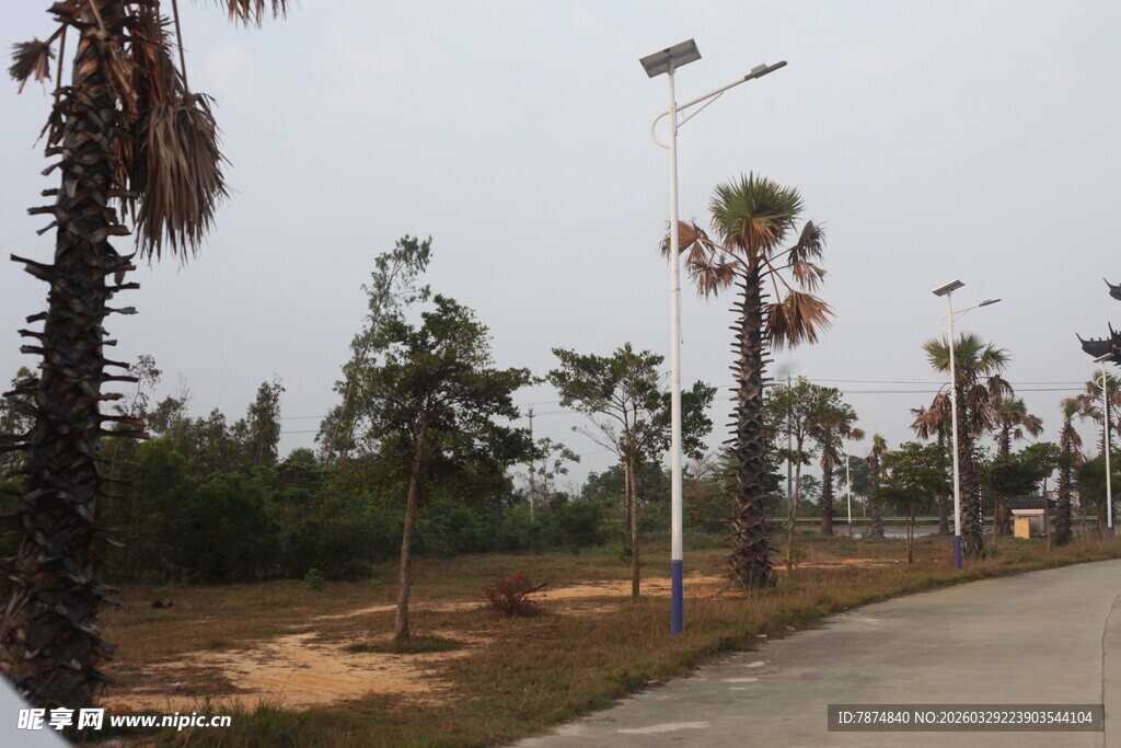 湛江道路旁的棕榈树与路灯