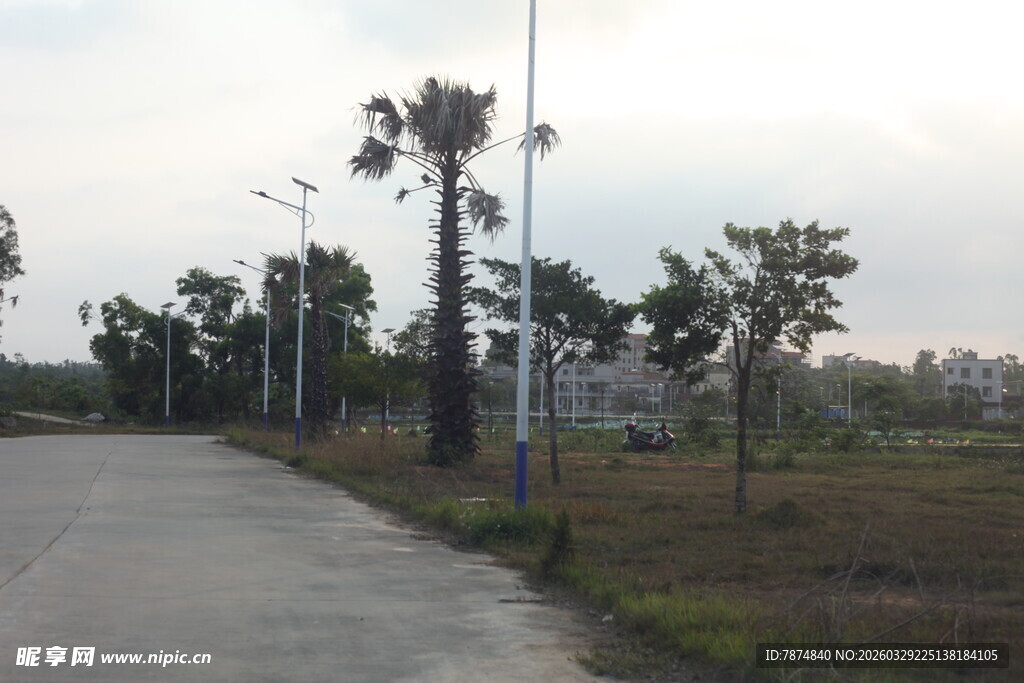 湛江乡间道路旁的挺拔树木