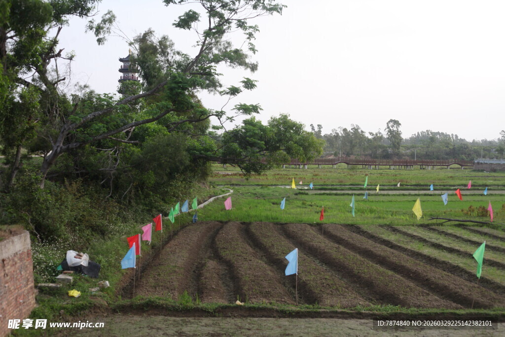 湛江农田劳作场景