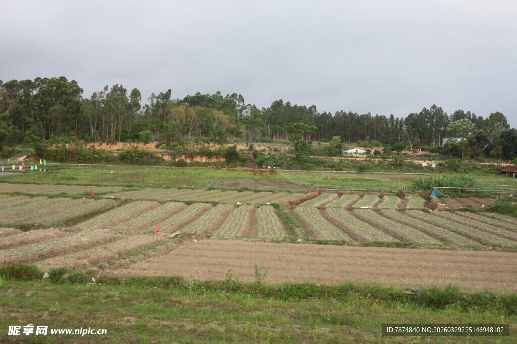 湛江农田风光 整齐的耕种田地