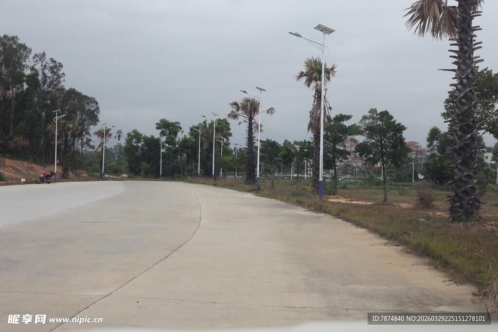 湛江宽阔道路旁的挺拔棕榈树