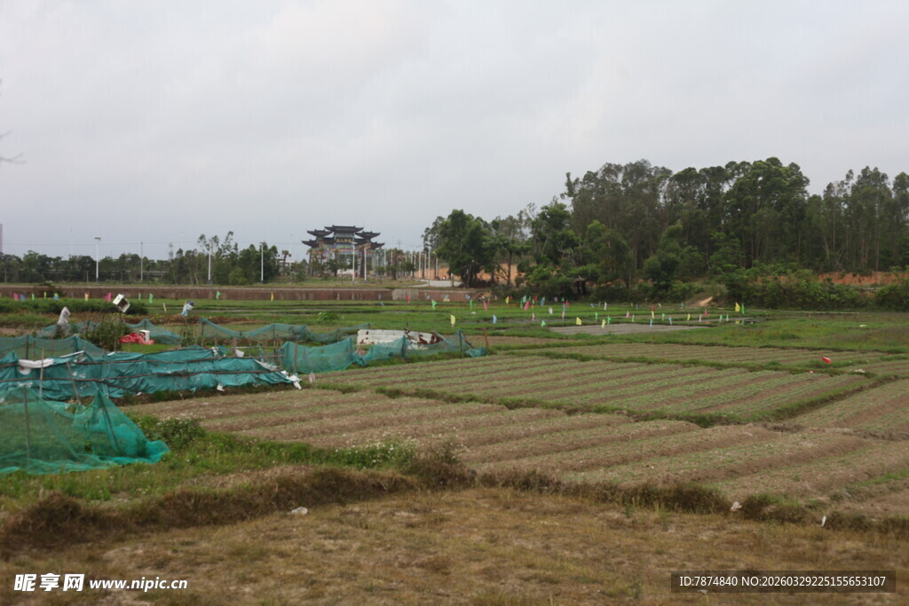 湛江乡村田野间的养殖场景