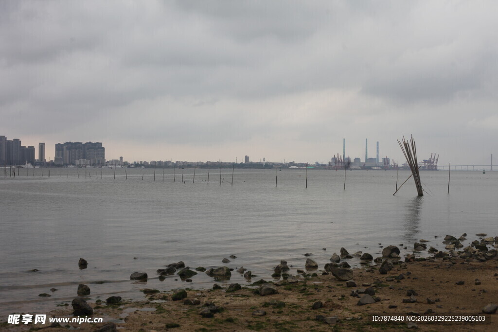 湛江阴天江畔 孤树与觅食鸟儿