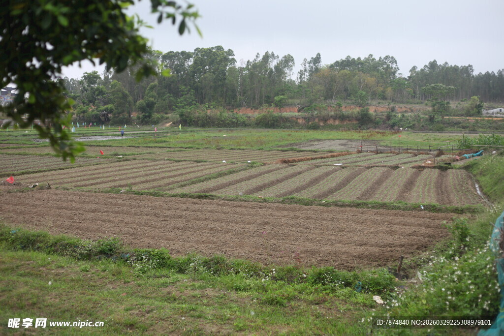 湛江田园农田景观