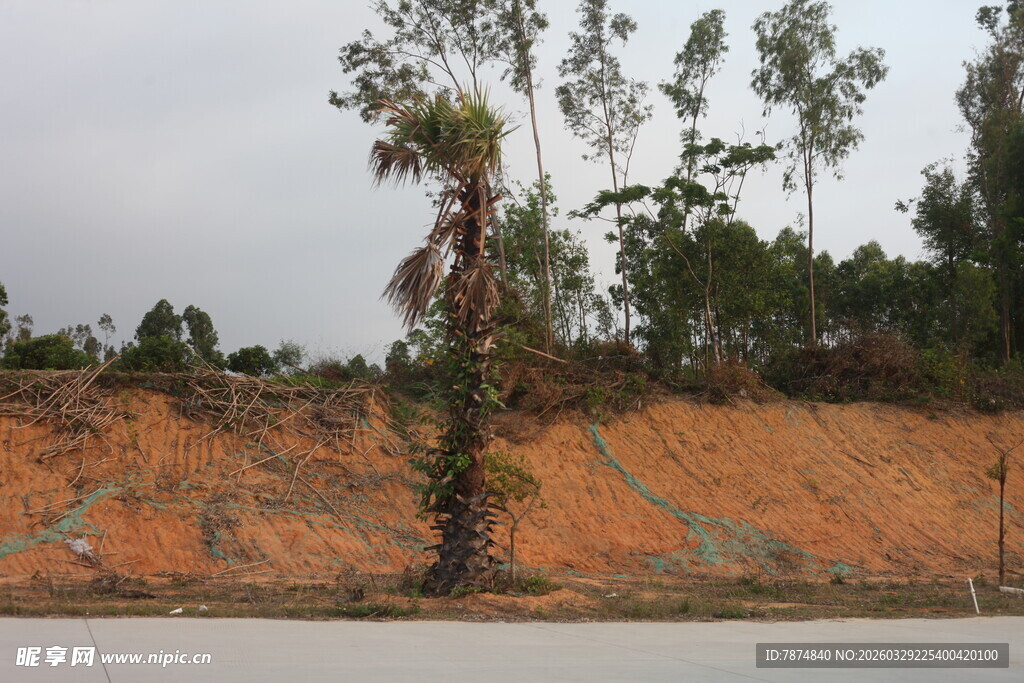 湛江山坡旁的树木景观