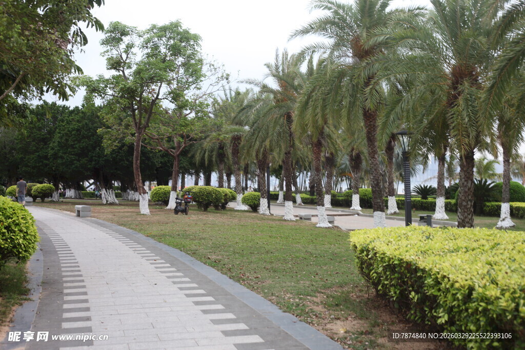 湛江椰林环绕的静谧花园小道