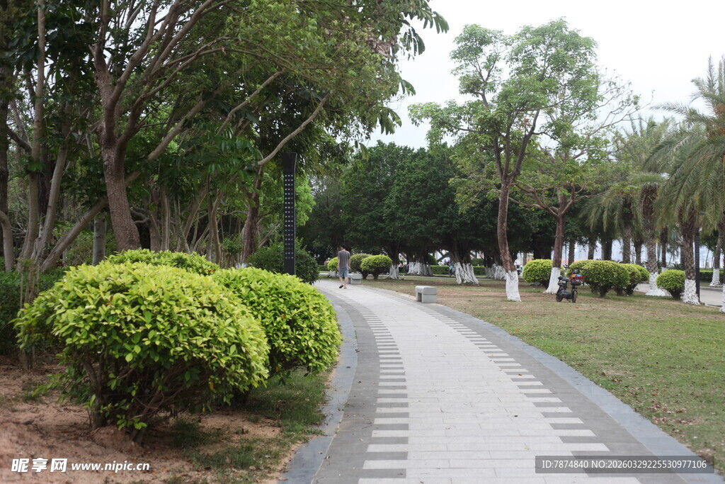 湛江林荫小道旁的绿植景观
