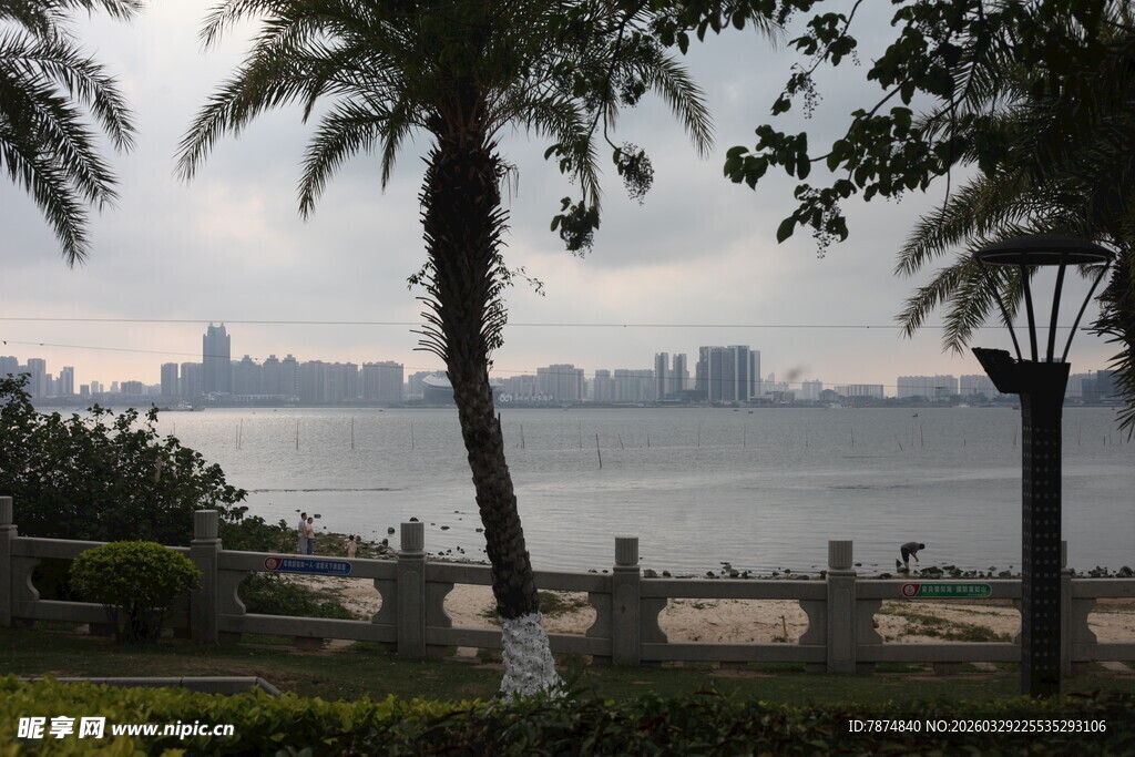 湛江海滨风光 椰树与城市远景