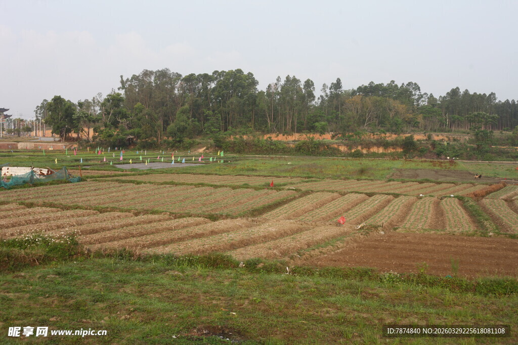 湛江田野农田景观