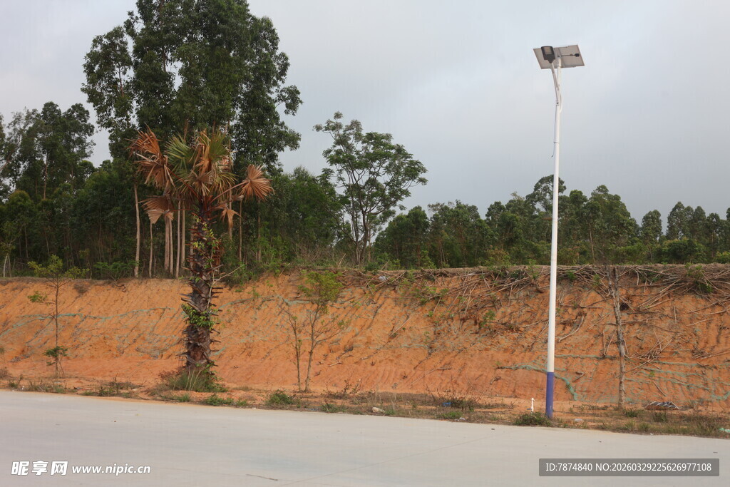 湛江户外空旷道路旁树木场景