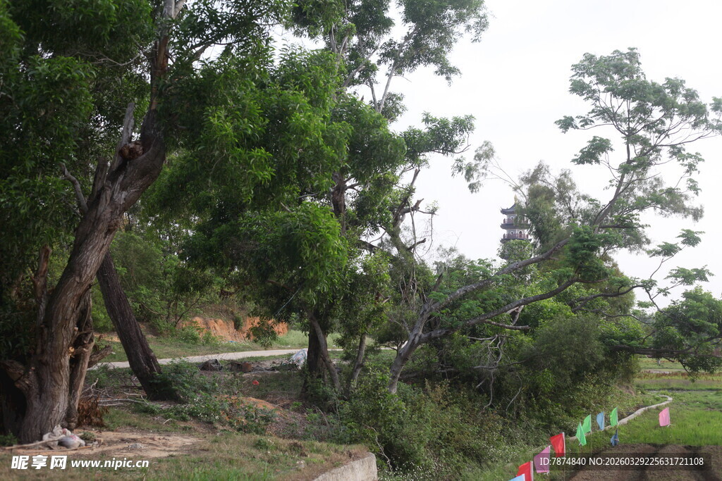湛江绿意盎然的户外树林景观