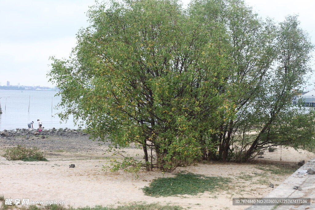 湛江岸边绿树与开阔水域景观