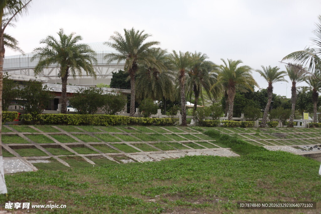 湛江户外草坪上的棕榈树景观