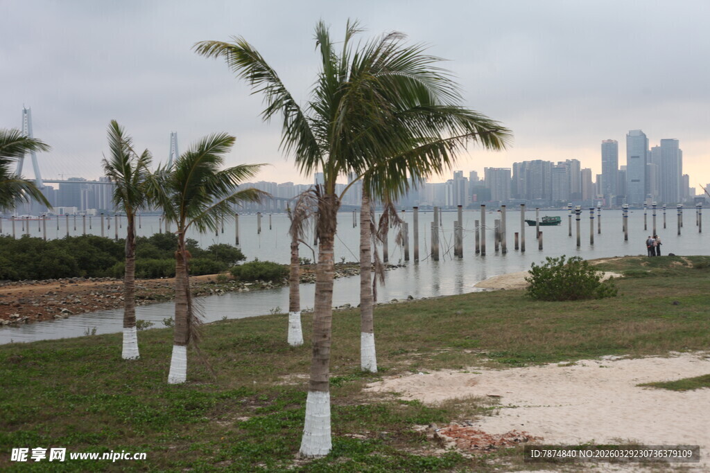湛江海滨椰树与远处城市景观