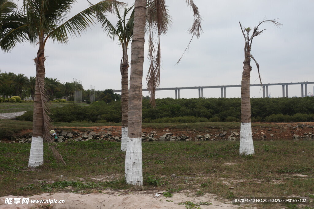湛江户外椰树与桥梁景观