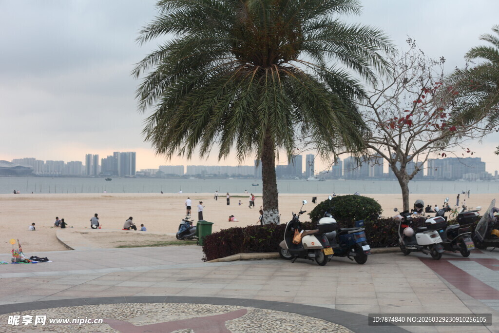 湛江海滨休闲场景 棕榈树相伴