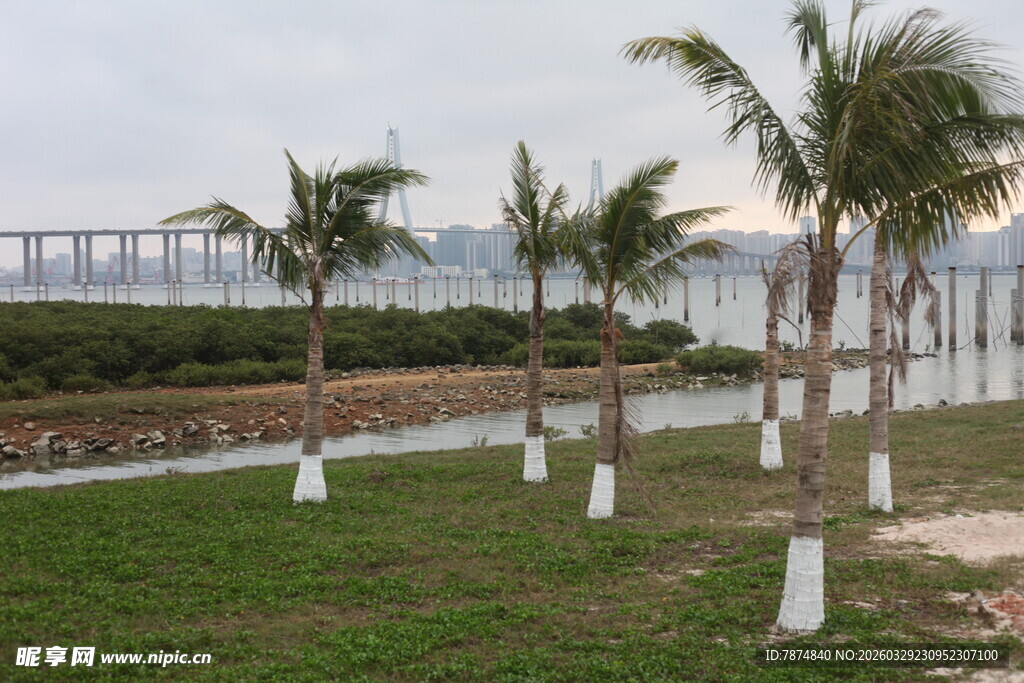 湛江海滨椰树景观