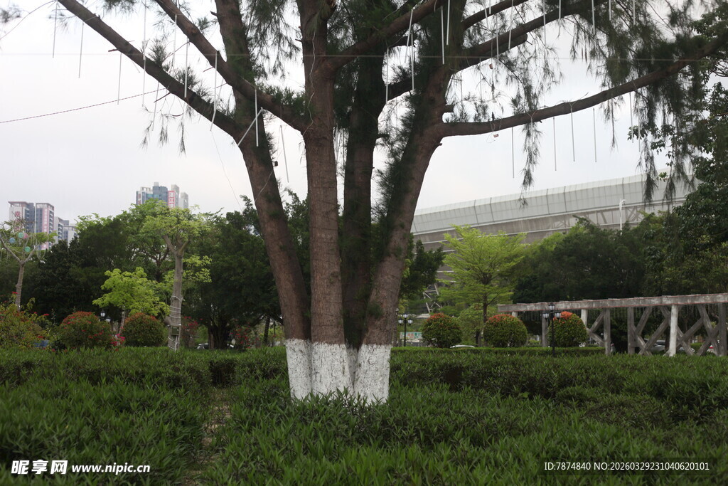 湛江公园中粗壮的树木景观