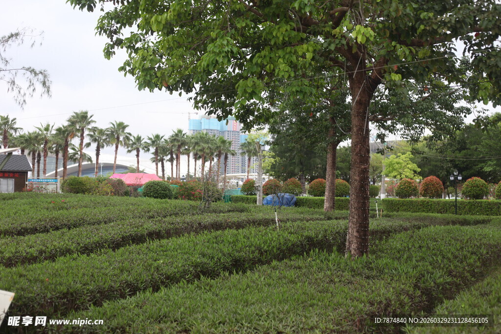 湛江园林绿植景观