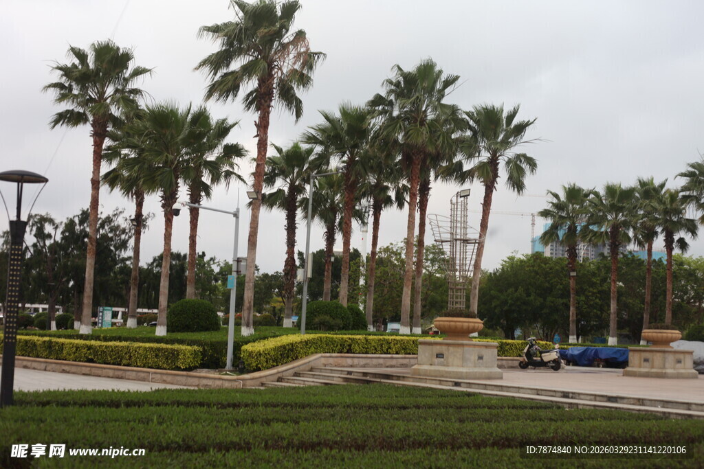 湛江户外的高大棕榈树景观