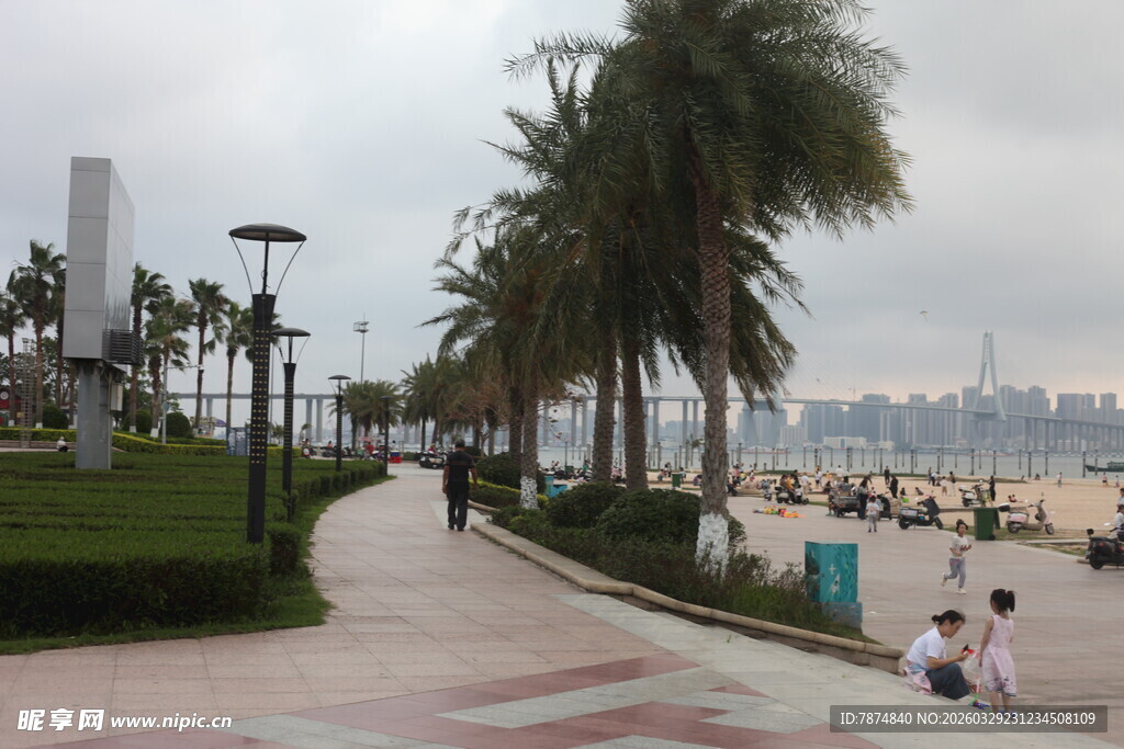 湛江海滨步道旁的棕榈树景观