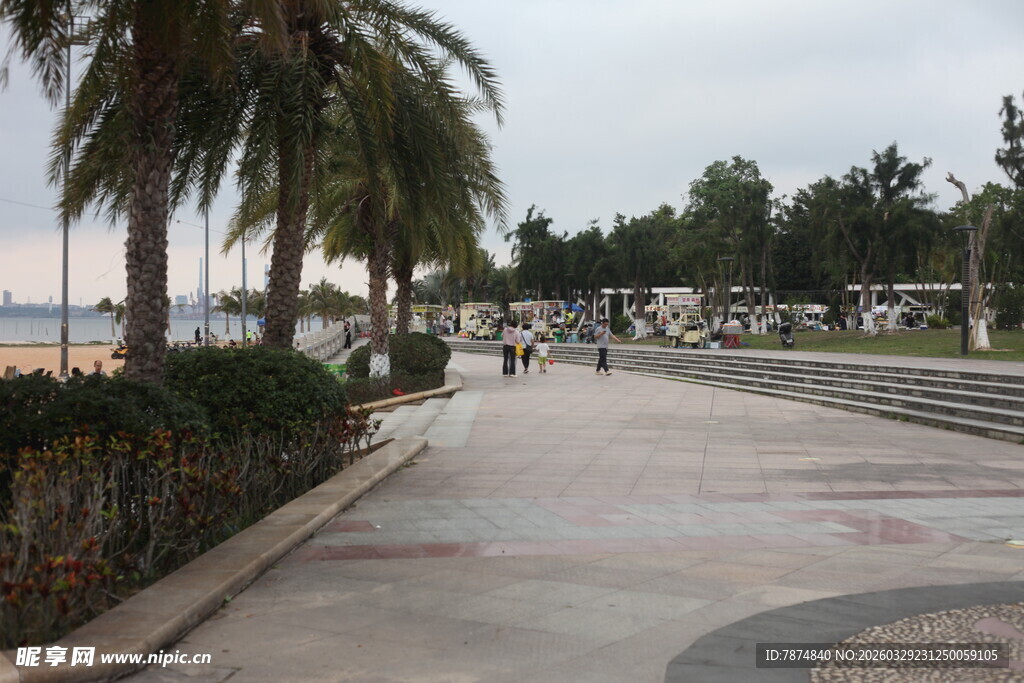 湛江海滨步道旁的棕榈树景观