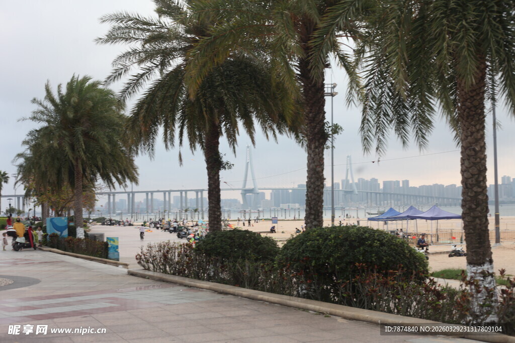 湛江海滨路旁的棕榈树景观