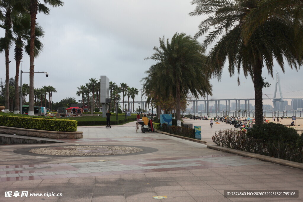 湛江海滨步道旁的棕榈树景观