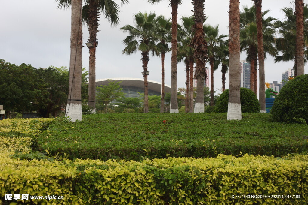 湛江园林中的棕榈树与绿植景观