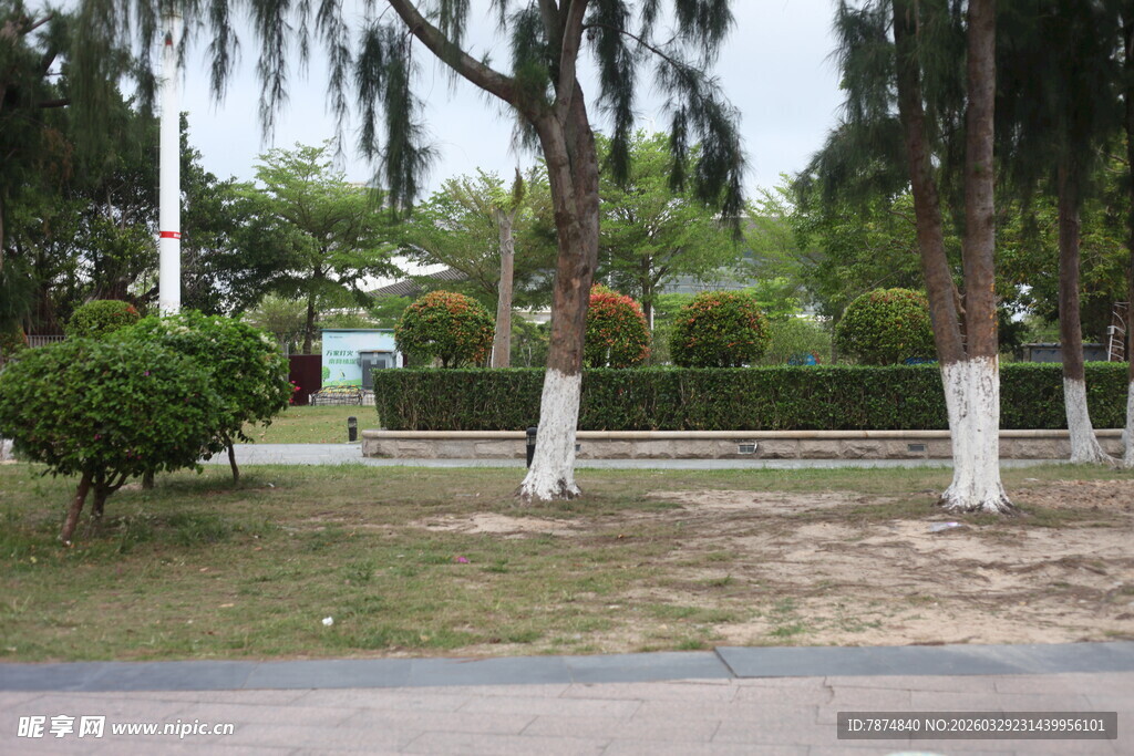 湛江城市街边绿树与修剪灌木