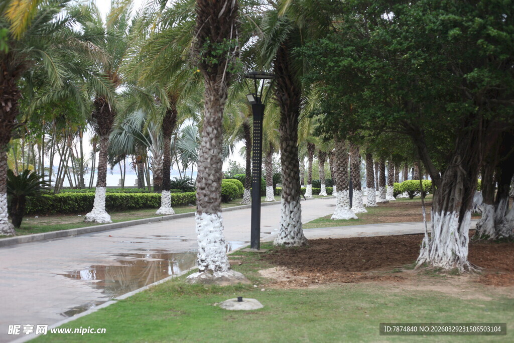 湛江公园林荫小道景观