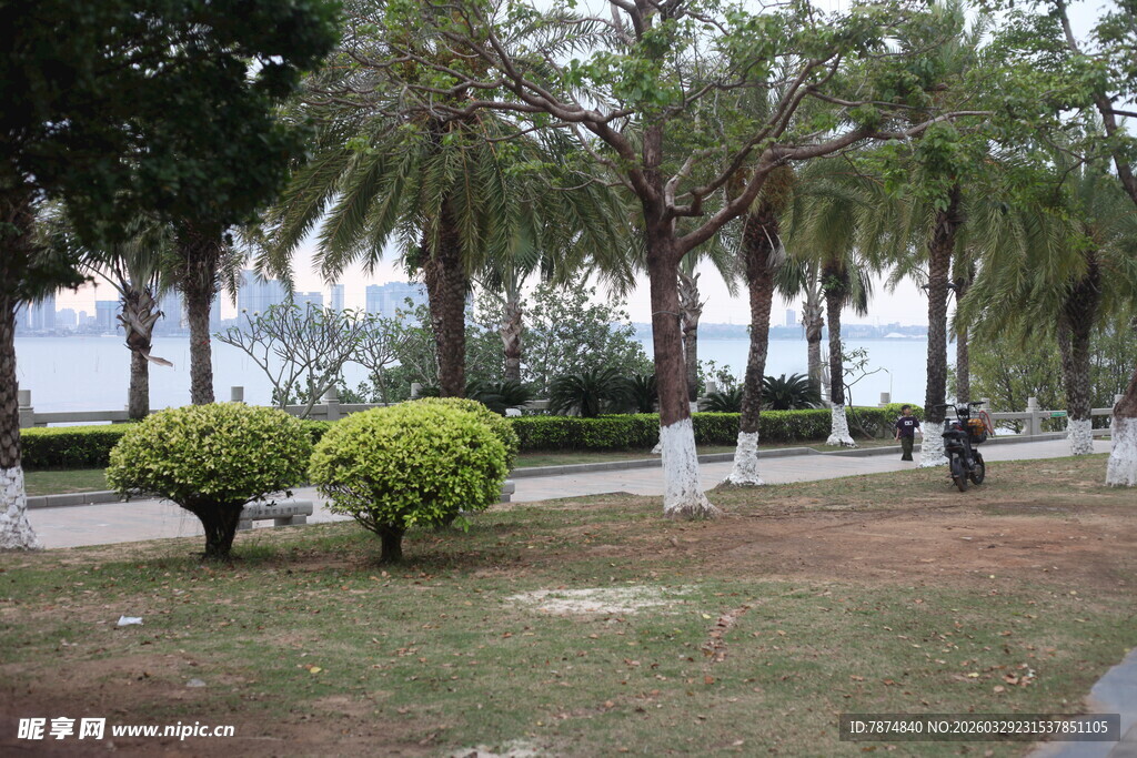 湛江海滨公园绿树与灌木景观