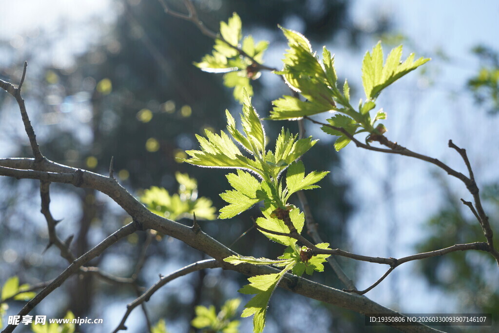 嫩绿新叶的树枝特写