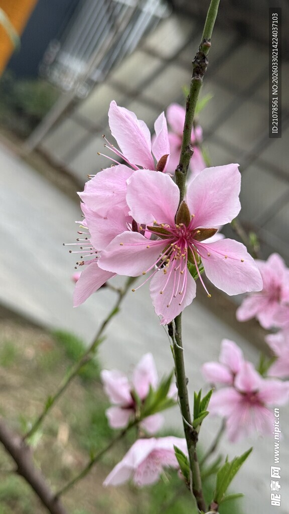 娇艳绽放的粉色桃花