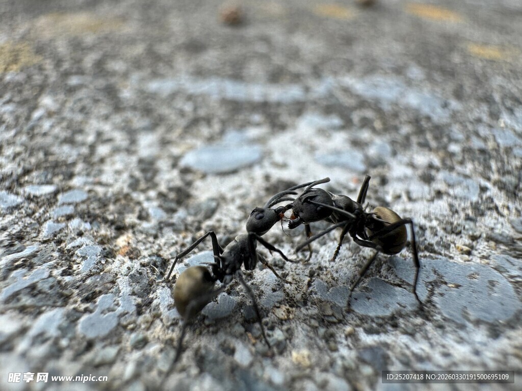 地面上的两只互动蚂蚁