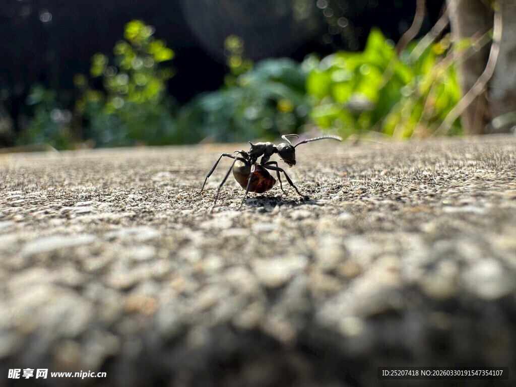 路面上的独行蚂蚁