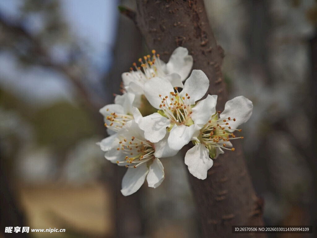 枝头绽放的洁白梨花