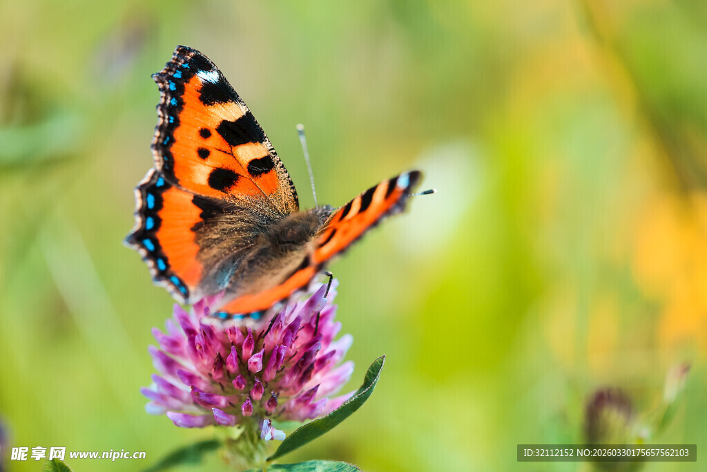 蝴蝶停驻于娇艳花朵上