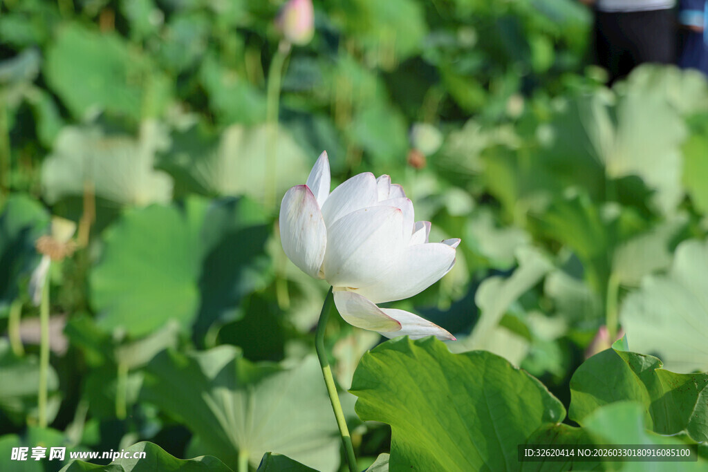 洁白荷花绽放于绿叶间
