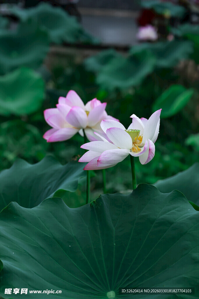 粉荷绽放于绿叶间