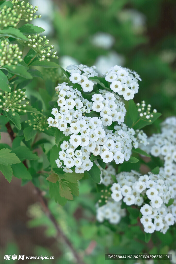 白色绣线菊