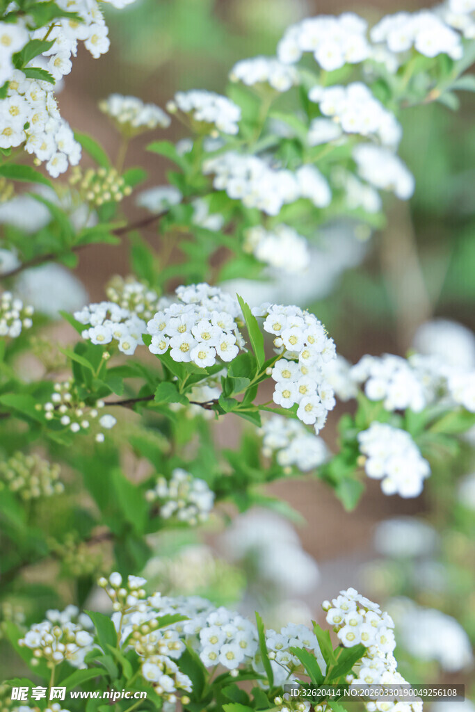 白色小花植物