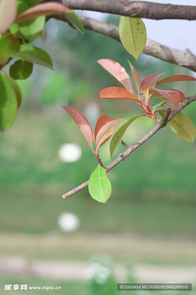 嫩绿新叶点缀枝头