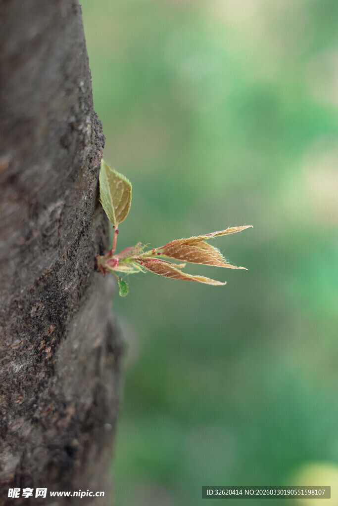 树干上新芽初绽