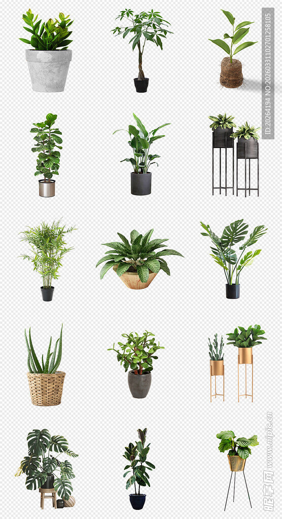 多样绿植盆栽展示