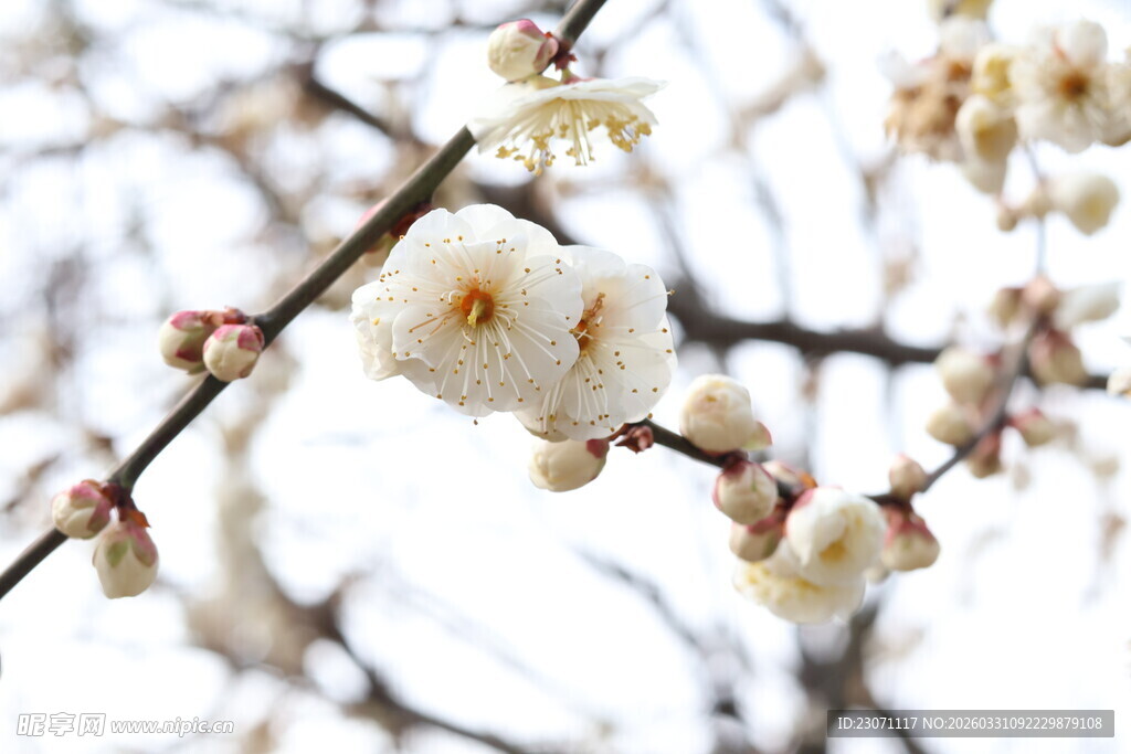 枝头绽放的洁白梅花
