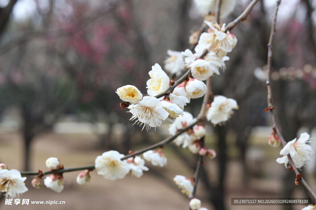 枝头绽放的素雅白梅花