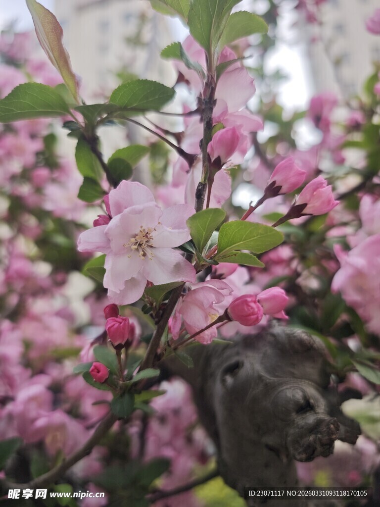 海棠花