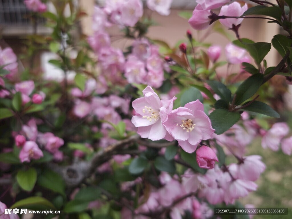 粉色海棠花绽放